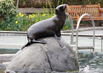 أسد بحر يهرب من حديقة حيوانات في نيويورك مستغلاً مياه الفيضانات
