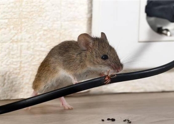 زيوت عطرية تساعد على طرد الفئران من المنزل.. منها الخل الأبيض
