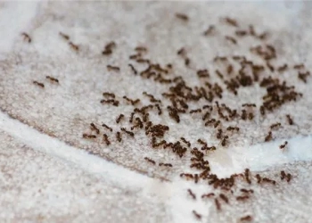 أبرز الطرق للتخلص من النمل نهائياً