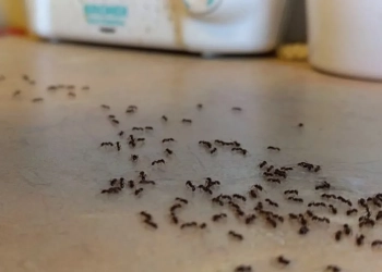 حيلة بسيطة تساعدك على التخلص من النمل الموجود في المنزل